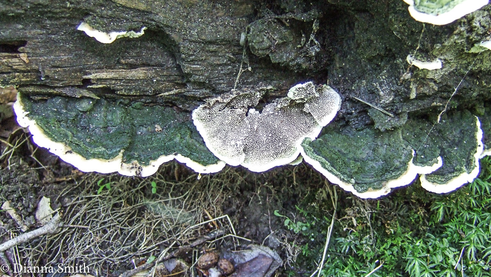 Cerenna unicolor 0860