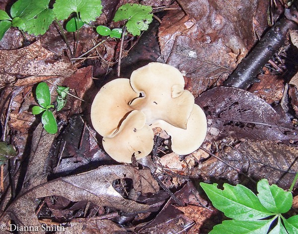 Cerioporus leptocephalus (Polyporus varius) 1410