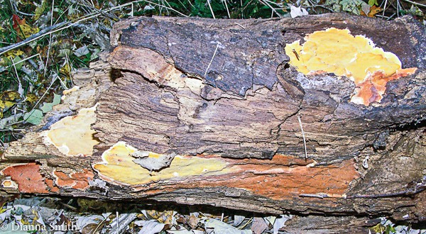 Ceriporia spissa 4301