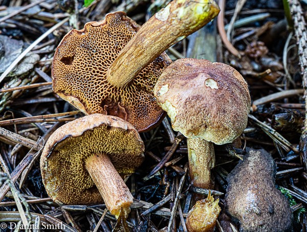 Chaciporus piperatoides 00578