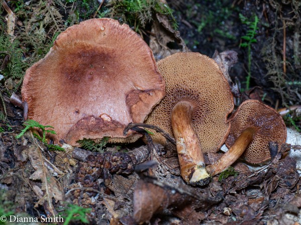 Chalciporus piperatus1010469