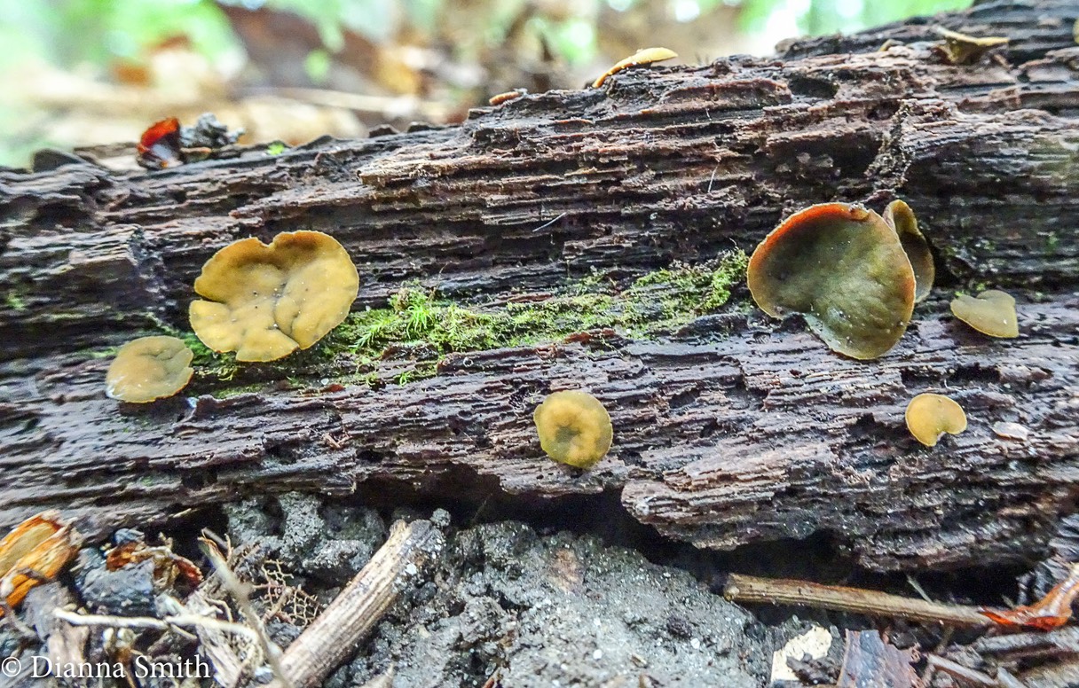 Chlorencoelia versiformis (Chlorosplenium versiformis) 07520