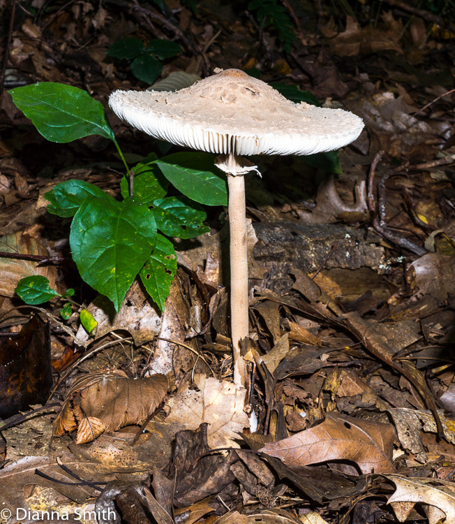 Macrolepiota procera)02613