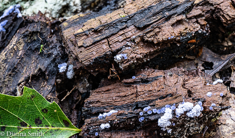 Chromelosporium caerulescens,- Peziza anamorph02818