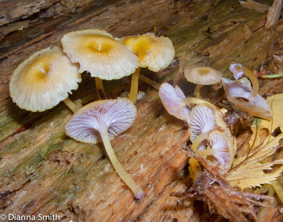 Chromosera cyanophylla 5619