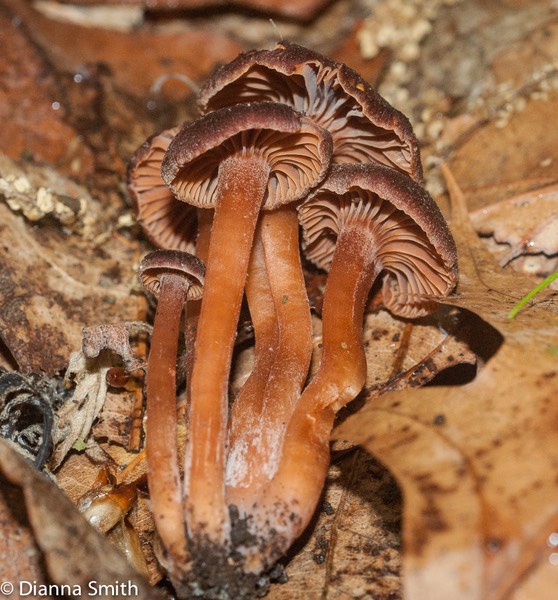 Chroogomphus vinicolor04659