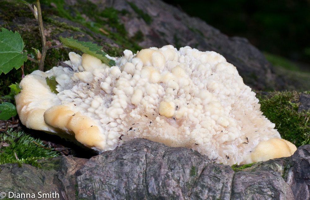 Climacocystis borealis1020397