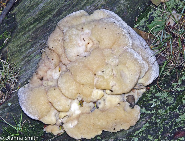 Climacocystis borealis3340