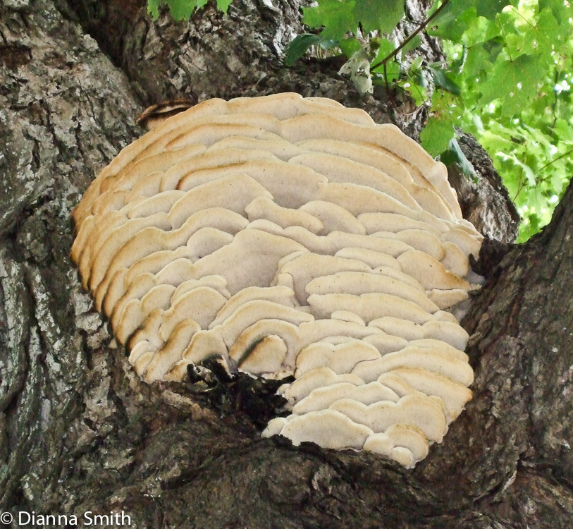 Climacodon septentrionalis 0179