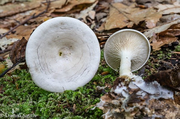 Clitocella mundula  02205