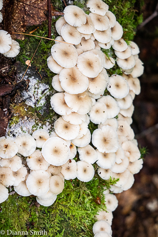 Clitocybula oculus 0408