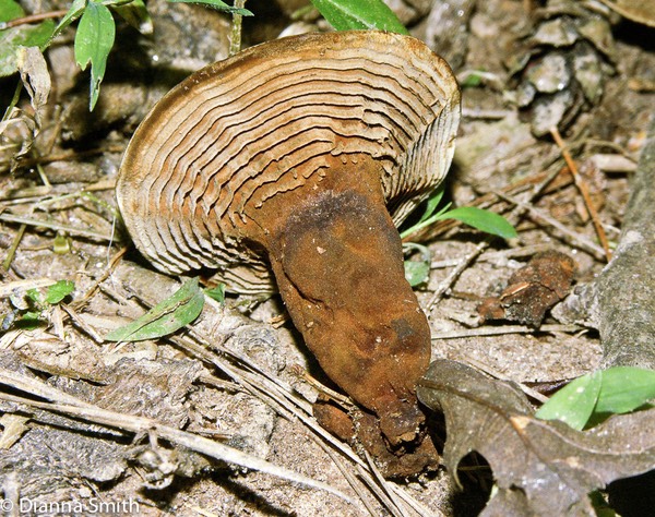 Coltricia montagnei var greenei0607