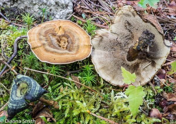 Coltricia perennis01183