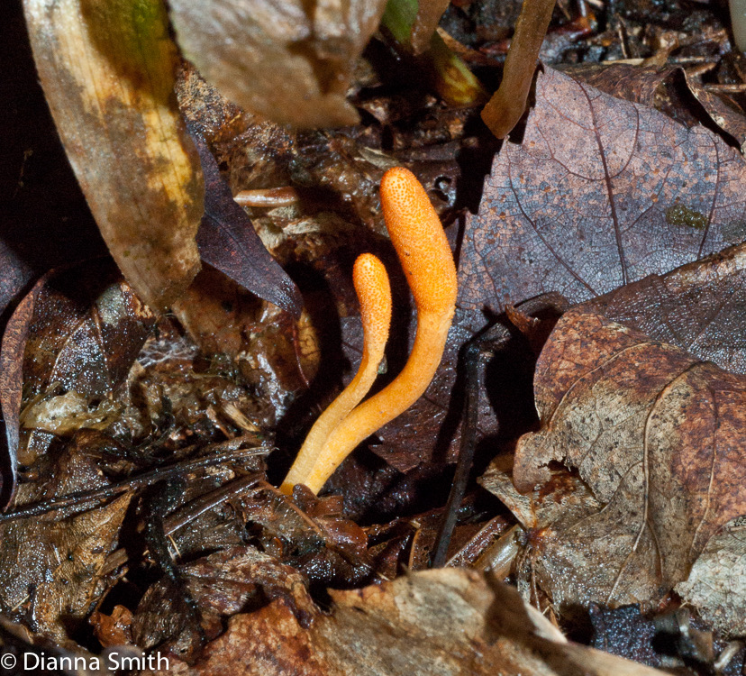 Cordyceps militaris01895