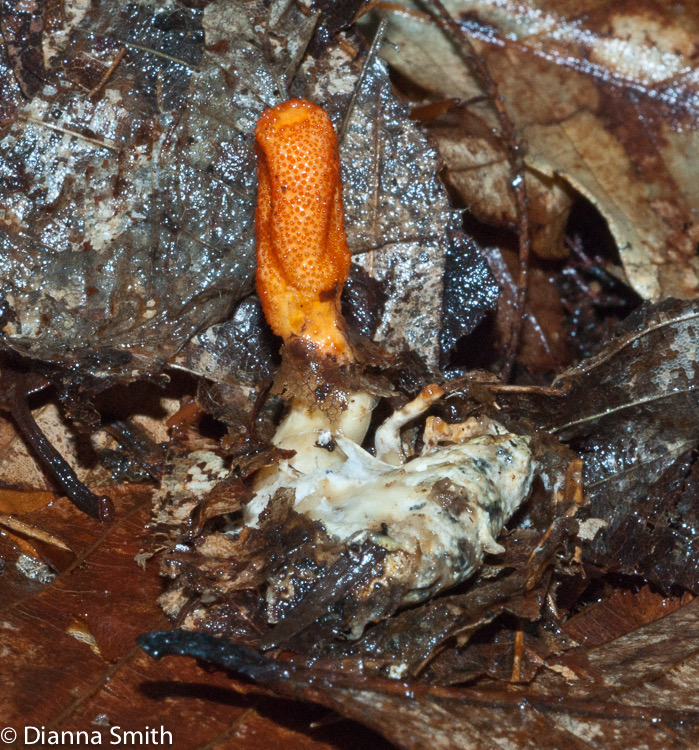 Cordyceps militaris01943