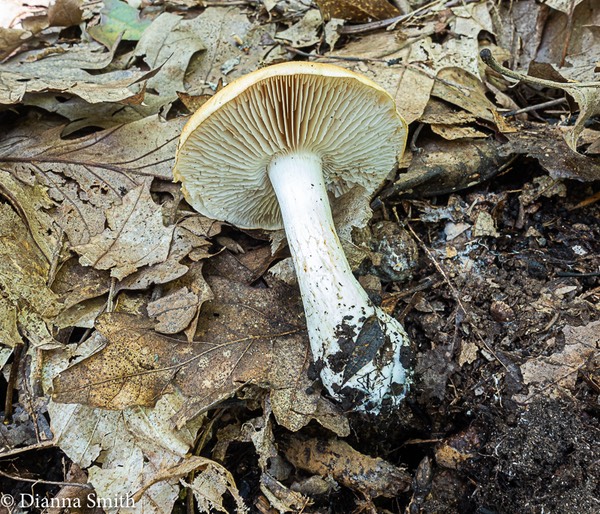 Cortinarius alboluteus  04510