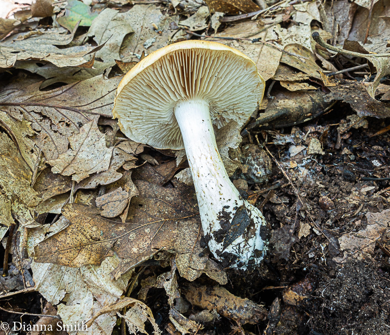 Cortinarius alboluteus  04510