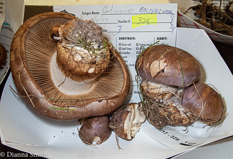 Cortinarius balteatocumatilis Rob. Henry9090998