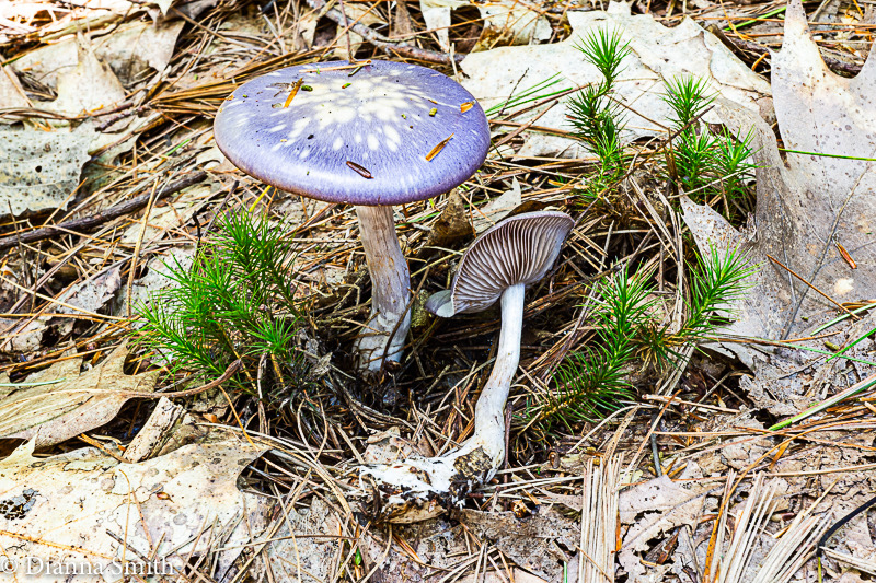 Cortinarius iodes 04977