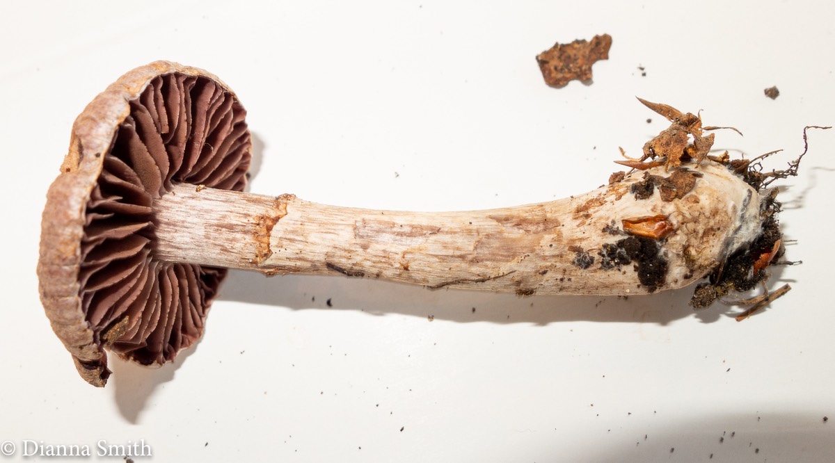 Cortinarius pulchrifolius 3140