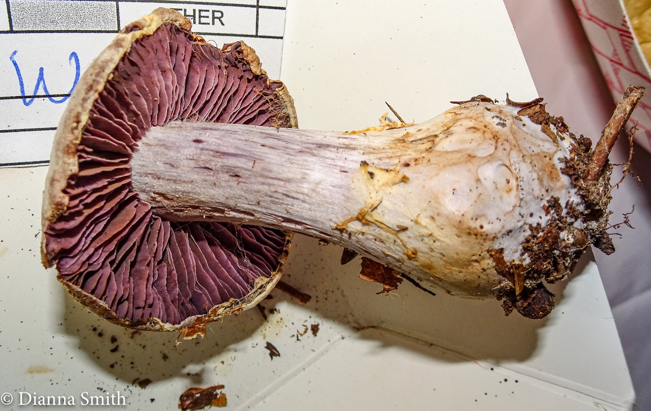 Cortinarius pulchrifolius 03059