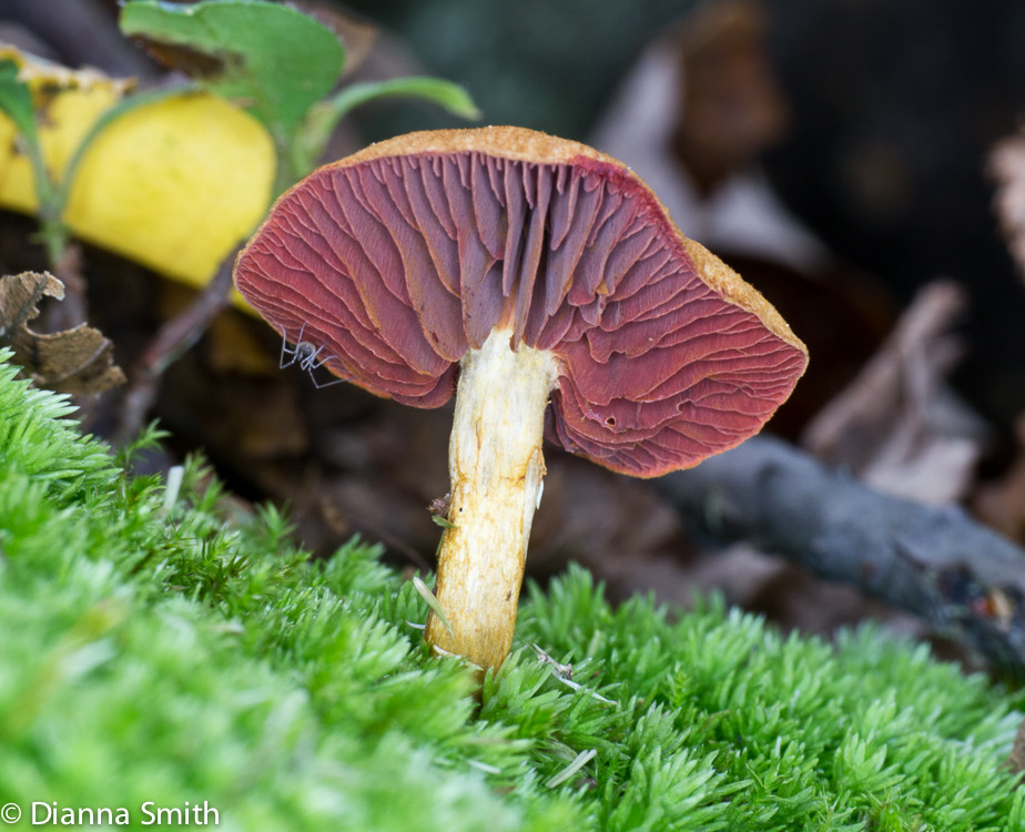Cortinarius semisanguineus1020730