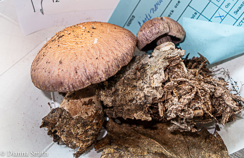 Cortinarius torvus1325