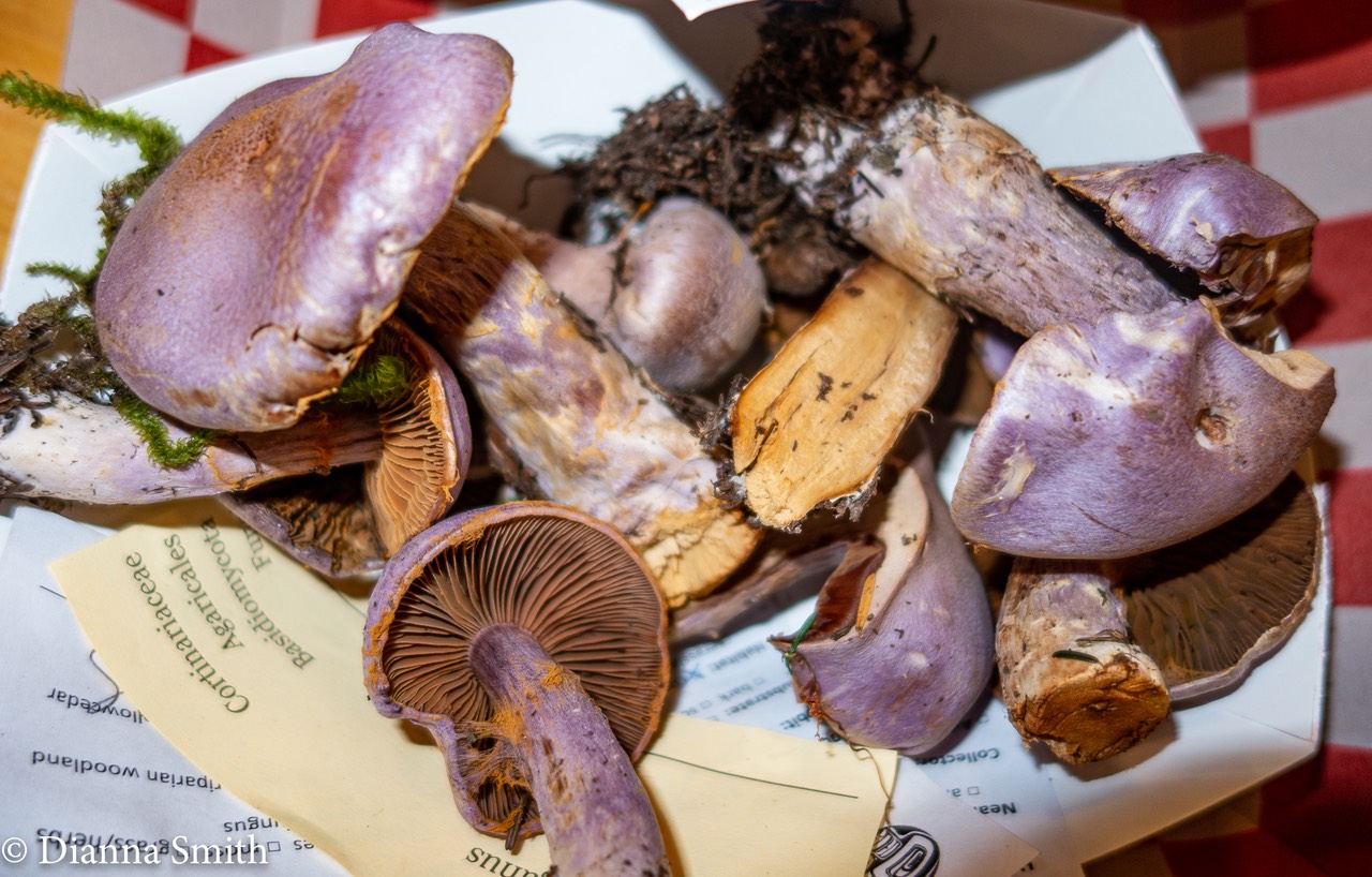 Cortinarius traganus 2235