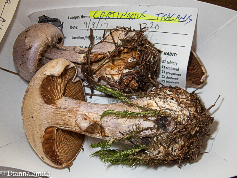 Cortinarius traganus 9091009