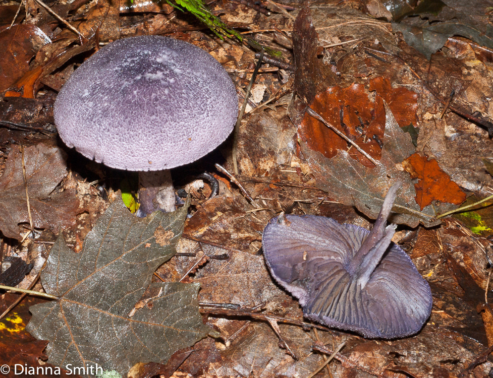 Cortinarius violaceus03719-2