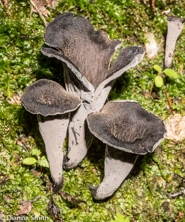 Craterellus cornucopioides02461