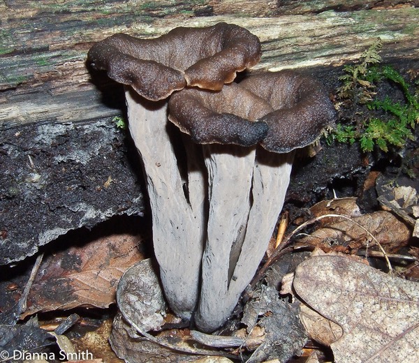 Craterellus fallax09090129