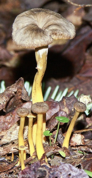 Craterellus tubaeformis0476