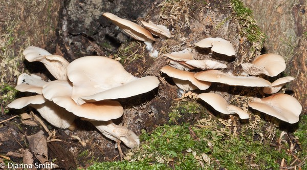 Crepidotus applanatus02532