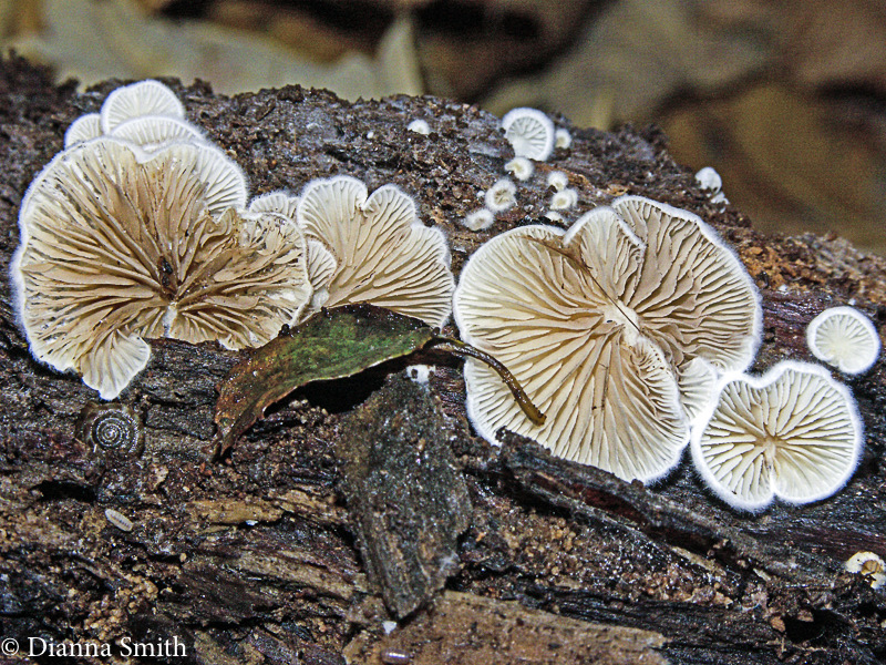 Crepidotus applanatus4973