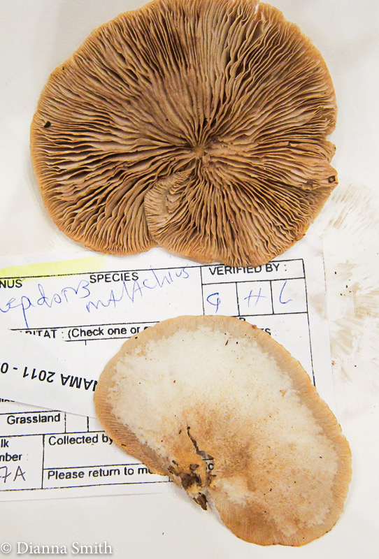 Crepidotus malachius 2054