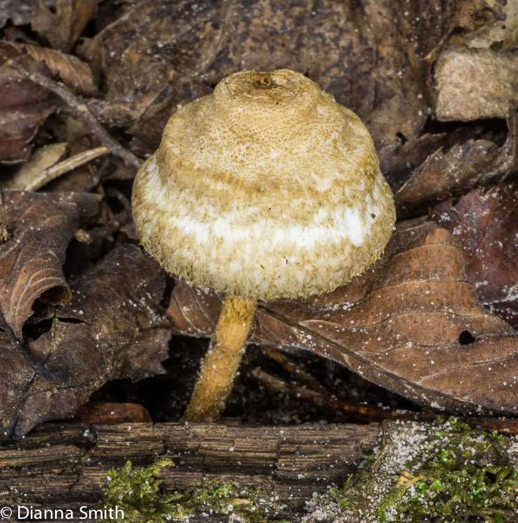 Crinipellis zonatus03981