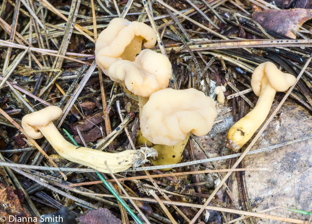 Cudonia circinans (Cudonia lutea)03368