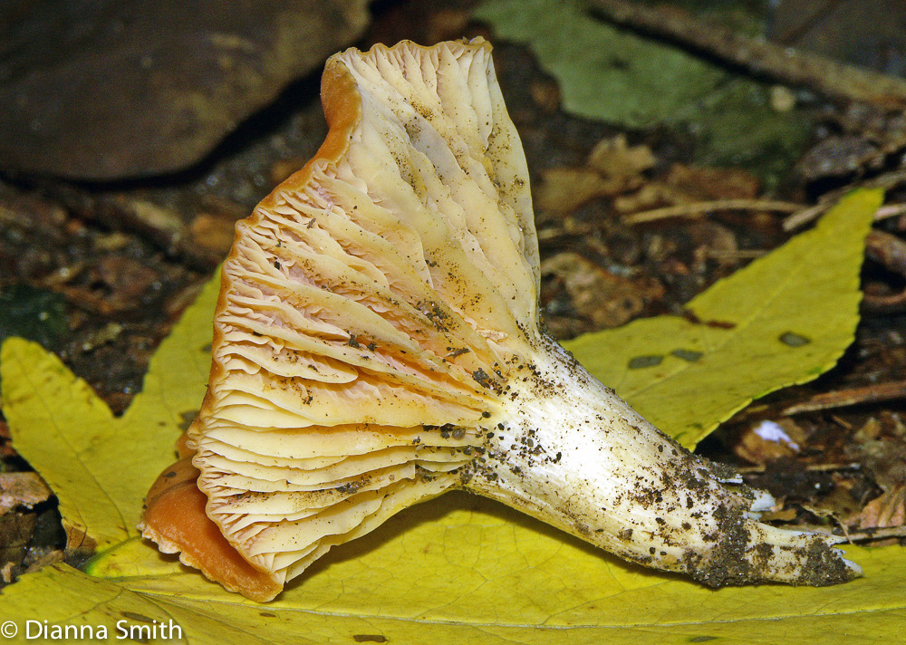 Cuphophyllus pratensis (Camarophyllus  pratensis, Hygrocybe pratensis)3712