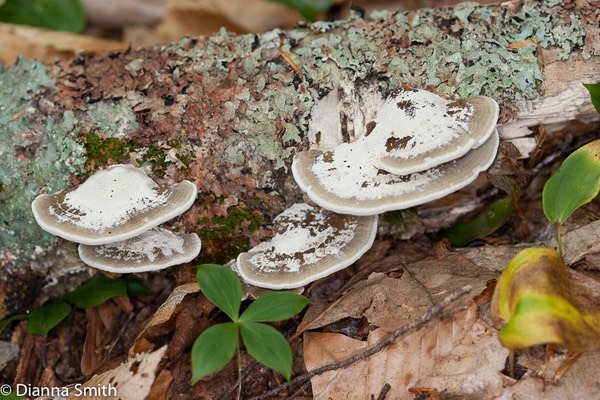 Daedaleopsis confragosa4028