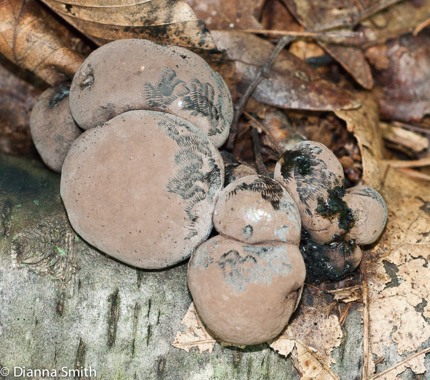 Daldinia concentrica01167