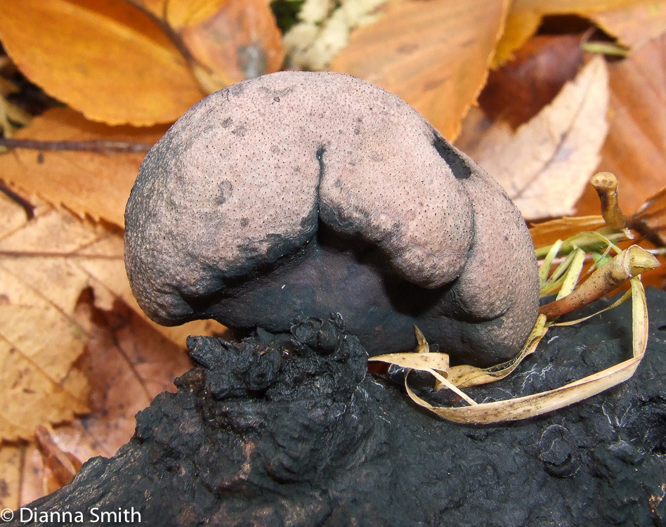 Daldinia concentrica1090007