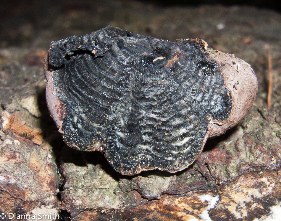 Daldinia concentrica3270