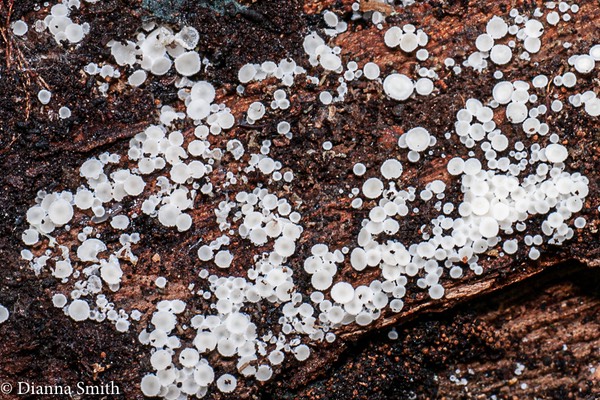 Dasyscyphus virgineus (Pers. ex Hook).1020664