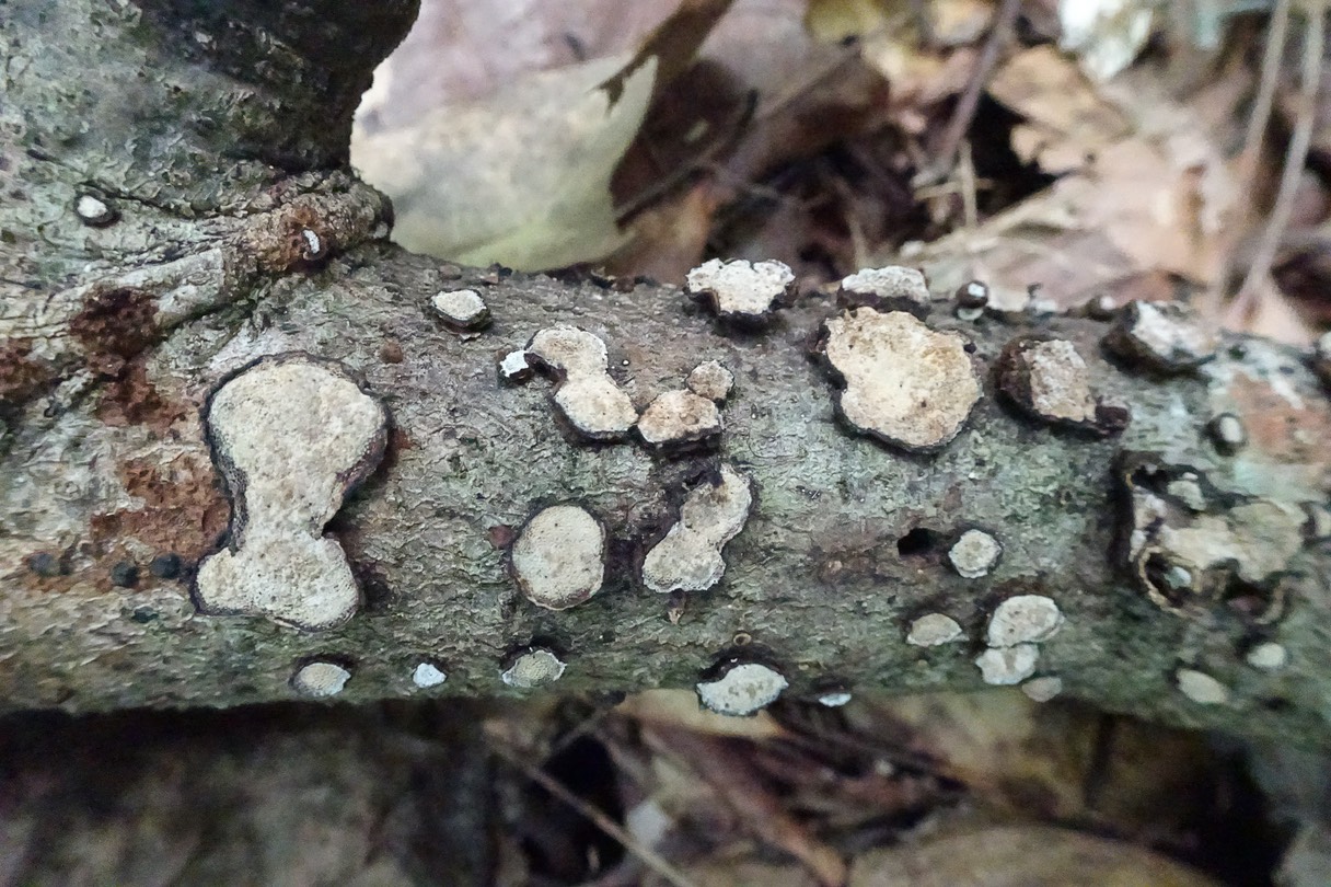 Datronia stereoides 07889