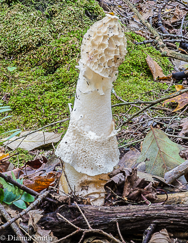 Dictyophora duplicata 01821