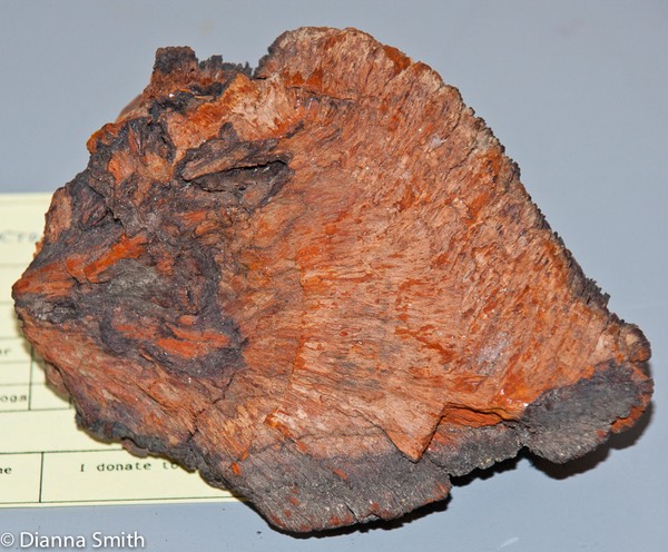 Echinodontium tinctorum01475