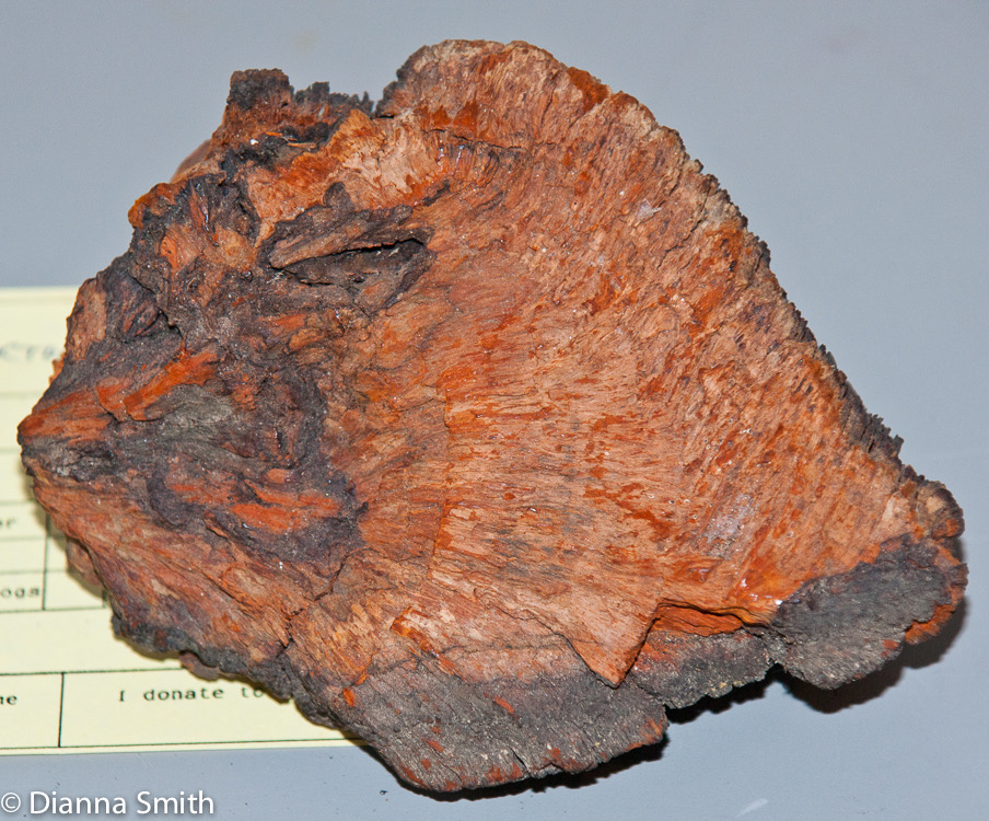 Echinodontium tinctorum01475