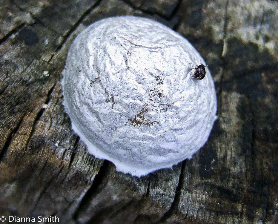 Enteridium lycoperdon1154