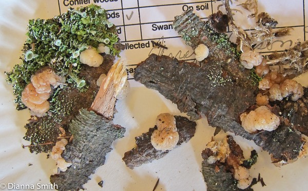 Myxarium nucleatum (Exidia nucleata)_2346